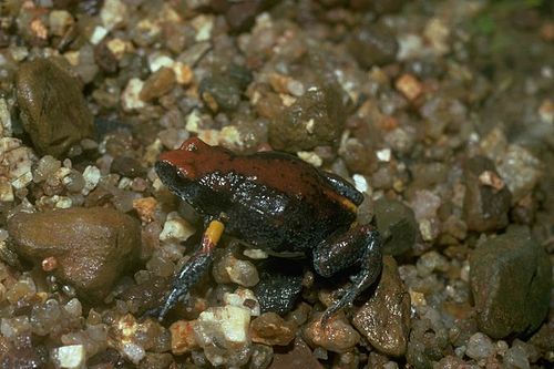 Magnificent brood frog